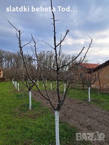 УСЛУГИ ПО ЛОЗАРСТО И ОВОЩАРСТО , снимка 7 - Други оферти за работа - 52306654