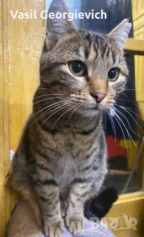 . Търси дом. Sweet boy looking for forewer home, снимка 3 - Други - 51690845