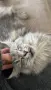 Мейн куун котета, снимка 5