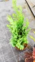 Промо пакет от 5 бр студоустойчиви растения!, снимка 6