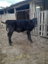 Продавам телета , снимка 4