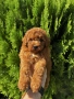 Мини Пудели Момчета и Момичета / Mini Poodle Boys and Girls, снимка 5