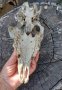Стар череп от животно, за декорация - 6, снимка 5