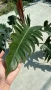 philodendron caramel pluto, снимка 2