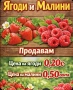 продавам разсад ягоди и малини , снимка 8