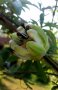  Passiflora Chinensis  Катереща се лиана, която се захваща успешно за дървета, сводове, арки, огради, снимка 2