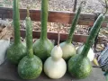 Картуни различни видове и размери , снимка 3