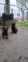  Белгийска овчарка малиноа , снимка 2