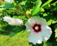 👌👌👌 Hibiscus syriacus, наричан роза на Шарон , снимка 4