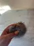 Ново сиво пухче помпон 🩶, снимка 5