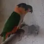 Двойка чернотеменни кайки, снимка 1
