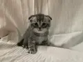 правоухи и клепоухи шотландски котета, снимка 6