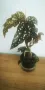 Бегония Макулата "Блек Форест" (Begonia  Maculata "Black Forest") , снимка 1