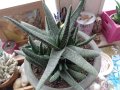 екзотично растение в красива керамична саксия, снимка 4