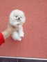 Бело мини женско Померанче. Реални снимки! Мини Померан., снимка 5