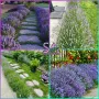 💟Лавандула🇧🇬Маслодайни Рози💞, снимка 12