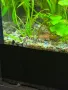 Живородни рибки , снимка 15