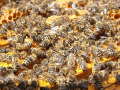 Пчелни отводки 2024