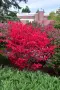 Oгнен храст - Euonymus alatus ​ Студоустойчив , снимка 6