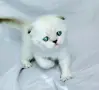 Шотландски със сини очи. , снимка 8