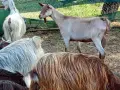 свободни 6 кози + 2 ярета , снимка 1
