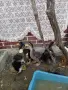 продавам патета и пиленца джинка, снимка 6