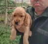 Кокер Шпаньол.. , снимка 2