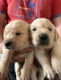Лабрадор ретривър , снимка 1