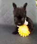 Floodle Frenchie момченце , снимка 1