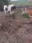 16 броя крави юници, снимка 5