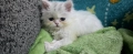 Персийско котенце, снимка 6