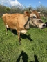 Продавам крава, снимка 2