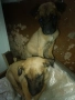 Подарявам кученца, снимка 4