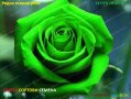Рядък сорт семена на зелена, роза, " Нефрит " "Rare, Rose, Seeds, 25/, снимка 2
