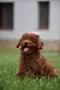 Той пудел Toy poodle, снимка 5