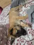 Кученца белгийска овчарка , снимка 3
