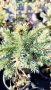 Сребрист смърч, Picea pungens 'Misty Blue', снимка 9