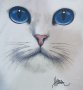Нова детска тениска с 3D принт Котка със сини очи, снимка 3