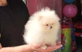 Чистокръвно мини Померанче!, снимка 12