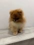 Мъжки померан за разплод! С доказано родословие!, снимка 4