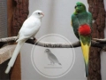 ПОЙНИ ПАПАГАЛИ , снимка 1