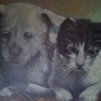 стара картина-коте и куче на дончо владков, снимка 7 - Картини - 30542181