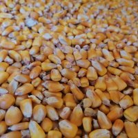  царевица, люцерна, сено, овесена и пшеничена слама , снимка 4 - Крави - 21286472