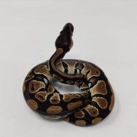 Кралски Питон / Ball Python / Python regius, снимка 7 - Змии - 42172390