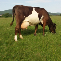 Продавам  две  крави  , снимка 8 - За селскостопански - 44529950