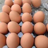 Изкуствени пластмасови яйца за кокошки тежки, снимка 4 - За птици - 40032040
