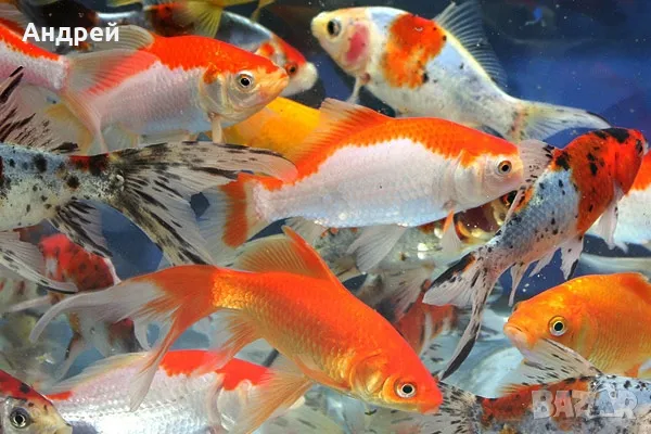 Шубинкин - златна рибка , снимка 1