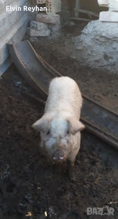 Прасета, снимка 1