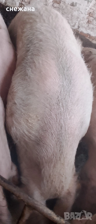 Продавам мъжко прасе голямо, снимка 1