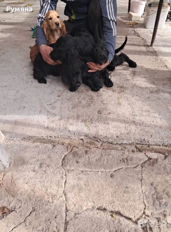 Английски кокер шпаньол, снимка 1